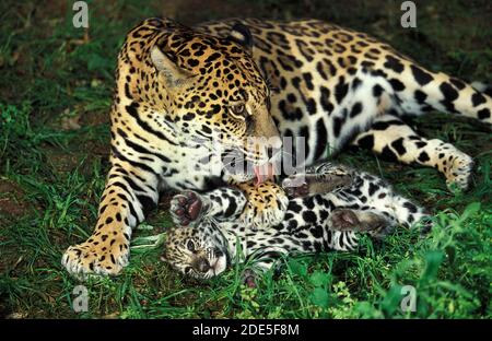 Jaguar, Panthera onca, Femmina leccare Cub Foto Stock