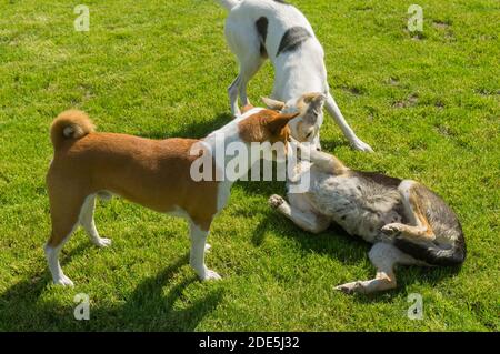 Basenji maschio cane e bianco misto razza cane più grande maschio giocare con il cane femmina di razza mista nera su un fresco prato in primavera Foto Stock