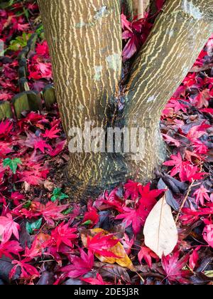 Panna e bruna corteccia a strisce dell'acero giapponese, Acer palmatum 'Bloodgood', tra le sue foglie rosse d'autunno Foto Stock