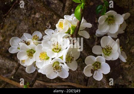 Fiori singoli bianchi della mela cotogna giapponese in fiore, Chaenomeles speciosa 'nivalis' Foto Stock