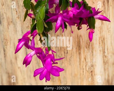 Massaggiata fine autunno mostra del cactus epifitico fiorito rosa di Natale, Schlumbergera truncata Foto Stock