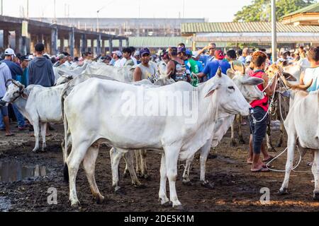 Mattina presto al mercato dell'asta di bestiame di Padre Garcia a Batangas, Filippine Foto Stock