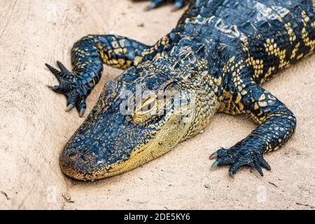 Alligatore americano giovanile (Alligator missisippiensis) - Florida, Stati Uniti Foto Stock