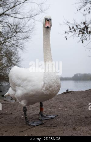 Rickmansworth, Regno Unito. 29 novembre 2020. Un cigno a Rickmansworth Aquadrome in Hertfordshire. In tutto il Regno Unito è stata riportata una varietà di cigni morenti, sospettati di essere causati dal ceppo di influenza aviaria H5N8 introdotto dalla migrazione degli uccelli selvatici. Il Dipartimento per l'ambiente, l'alimentazione e gli affari rurali (DEFRA) ha confermato un focolaio di H5N8 in un locale di ingrasso della turchia vicino a Northallerton il 28 novembre. Le epidemie sono già confermate tra i volatili in cattività in altre parti del Regno Unito, sollevando il timore che il pollame possa essere eliminato quest'inverno. Credit: Stephen Chung / Alamy Live News Foto Stock