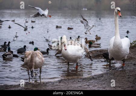 Rickmansworth, Regno Unito. 29 novembre 2020. Cigni alimentati dal pubblico a Rickmansworth Aquadrome, Hertfordshire. In tutto il Regno Unito è stata riportata una varietà di cigni morenti, sospettati di essere causati dal ceppo di influenza aviaria H5N8 introdotto dalla migrazione degli uccelli selvatici. Il Dipartimento per l'ambiente, l'alimentazione e gli affari rurali (DEFRA) ha confermato un focolaio di H5N8 in un locale di ingrasso della turchia vicino a Northallerton il 28 novembre. Le epidemie sono già confermate tra i volatili in cattività in altre parti del Regno Unito, sollevando il timore che il pollame possa essere eliminato quest'inverno. Credit: Stephen Chung / Alamy Live News Foto Stock