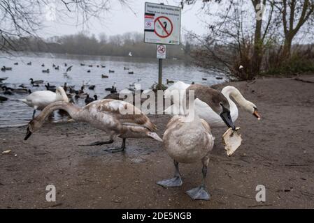 Rickmansworth, Regno Unito. 29 novembre 2020. Cigni alimentati dal pubblico a Rickmansworth Aquadrome, Hertfordshire. In tutto il Regno Unito è stata riportata una varietà di cigni morenti, sospettati di essere causati dal ceppo di influenza aviaria H5N8 introdotto dalla migrazione degli uccelli selvatici. Il Dipartimento per l'ambiente, l'alimentazione e gli affari rurali (DEFRA) ha confermato un focolaio di H5N8 in un locale di ingrasso della turchia vicino a Northallerton il 28 novembre. Le epidemie sono già confermate tra i volatili in cattività in altre parti del Regno Unito, sollevando il timore che il pollame possa essere eliminato quest'inverno. Credit: Stephen Chung / Alamy Live News Foto Stock