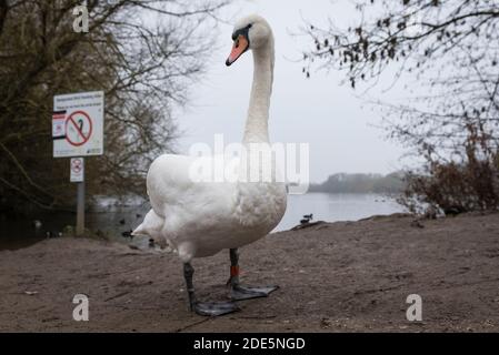 Rickmansworth, Regno Unito. 29 novembre 2020. Un cigno a Rickmansworth Aquadrome in Hertfordshire. In tutto il Regno Unito è stata riportata una varietà di cigni morenti, sospettati di essere causati dal ceppo di influenza aviaria H5N8 introdotto dalla migrazione degli uccelli selvatici. Il Dipartimento per l'ambiente, l'alimentazione e gli affari rurali (DEFRA) ha confermato un focolaio di H5N8 in un locale di ingrasso della turchia vicino a Northallerton il 28 novembre. Le epidemie sono già confermate tra i volatili in cattività in altre parti del Regno Unito, sollevando il timore che il pollame possa essere eliminato quest'inverno. Credit: Stephen Chung / Alamy Live News Foto Stock