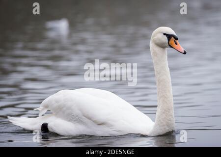 Rickmansworth, Regno Unito. 29 novembre 2020. Un cigno a Rickmansworth Aquadrome in Hertfordshire. In tutto il Regno Unito è stata riportata una varietà di cigni morenti, sospettati di essere causati dal ceppo di influenza aviaria H5N8 introdotto dalla migrazione degli uccelli selvatici. Il Dipartimento per l'ambiente, l'alimentazione e gli affari rurali (DEFRA) ha confermato un focolaio di H5N8 in un locale di ingrasso della turchia vicino a Northallerton il 28 novembre. Le epidemie sono già confermate tra i volatili in cattività in altre parti del Regno Unito, sollevando il timore che il pollame possa essere eliminato quest'inverno. Credit: Stephen Chung / Alamy Live News Foto Stock