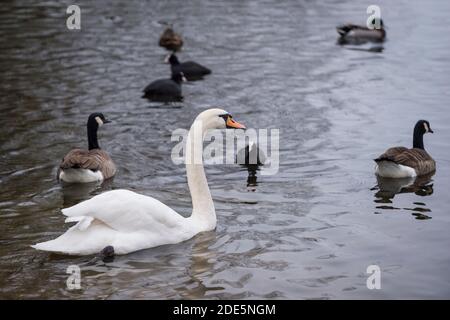 Rickmansworth, Regno Unito. 29 novembre 2020. Un cigno a Rickmansworth Aquadrome in Hertfordshire. In tutto il Regno Unito è stata riportata una varietà di cigni morenti, sospettati di essere causati dal ceppo di influenza aviaria H5N8 introdotto dalla migrazione degli uccelli selvatici. Il Dipartimento per l'ambiente, l'alimentazione e gli affari rurali (DEFRA) ha confermato un focolaio di H5N8 in un locale di ingrasso della turchia vicino a Northallerton il 28 novembre. Le epidemie sono già confermate tra i volatili in cattività in altre parti del Regno Unito, sollevando il timore che il pollame possa essere eliminato quest'inverno. Credit: Stephen Chung / Alamy Live News Foto Stock