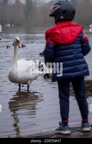 Rickmansworth, Regno Unito. 29 novembre 2020. Un cigno alimentato dal pubblico a Rickmansworth Aquadrome, Hertfordshire. In tutto il Regno Unito è stata riportata una varietà di cigni morenti, sospettati di essere causati dal ceppo di influenza aviaria H5N8 introdotto dalla migrazione degli uccelli selvatici. Il Dipartimento per l'ambiente, l'alimentazione e gli affari rurali (DEFRA) ha confermato un focolaio di H5N8 in un locale di ingrasso della turchia vicino a Northallerton il 28 novembre. Le epidemie sono già confermate tra i volatili in cattività in altre parti del Regno Unito, sollevando il timore che il pollame possa essere eliminato quest'inverno. Credit: Stephen Chung / Alamy Live News Foto Stock