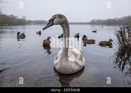 Rickmansworth, Regno Unito. 29 novembre 2020. Un cygnet a Rickmansworth Aquadrome in Hertfordshire. In tutto il Regno Unito è stata riportata una varietà di cigni morenti, sospettati di essere causati dal ceppo di influenza aviaria H5N8 introdotto dalla migrazione degli uccelli selvatici. Il Dipartimento per l'ambiente, l'alimentazione e gli affari rurali (DEFRA) ha confermato un focolaio di H5N8 in un locale di ingrasso della turchia vicino a Northallerton il 28 novembre. Le epidemie sono già confermate tra i volatili in cattività in altre parti del Regno Unito, sollevando il timore che il pollame possa essere eliminato quest'inverno. Credit: Stephen Chung / Alamy Live News Foto Stock