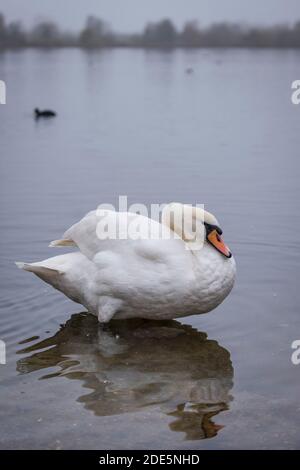 Rickmansworth, Regno Unito. 29 novembre 2020. Un cigno a Rickmansworth Aquadrome in Hertfordshire. In tutto il Regno Unito è stata riportata una varietà di cigni morenti, sospettati di essere causati dal ceppo di influenza aviaria H5N8 introdotto dalla migrazione degli uccelli selvatici. Il Dipartimento per l'ambiente, l'alimentazione e gli affari rurali (DEFRA) ha confermato un focolaio di H5N8 in un locale di ingrasso della turchia vicino a Northallerton il 28 novembre. Le epidemie sono già confermate tra i volatili in cattività in altre parti del Regno Unito, sollevando il timore che il pollame possa essere eliminato quest'inverno. Credit: Stephen Chung / Alamy Live News Foto Stock