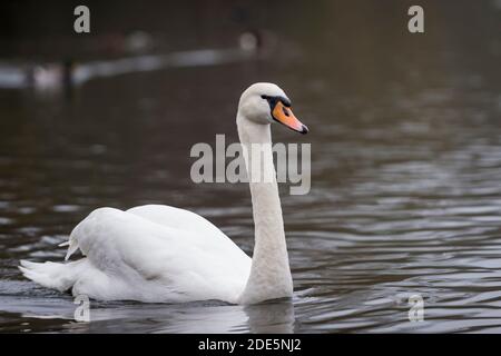 Rickmansworth, Regno Unito. 29 novembre 2020. Un cigno a Rickmansworth Aquadrome in Hertfordshire. In tutto il Regno Unito è stata riportata una varietà di cigni morenti, sospettati di essere causati dal ceppo di influenza aviaria H5N8 introdotto dalla migrazione degli uccelli selvatici. Il Dipartimento per l'ambiente, l'alimentazione e gli affari rurali (DEFRA) ha confermato un focolaio di H5N8 in un locale di ingrasso della turchia vicino a Northallerton il 28 novembre. Le epidemie sono già confermate tra i volatili in cattività in altre parti del Regno Unito, sollevando il timore che il pollame possa essere eliminato quest'inverno. Credit: Stephen Chung / Alamy Live News Foto Stock