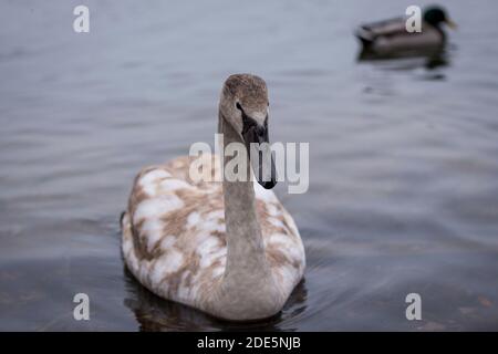 Rickmansworth, Regno Unito. 29 novembre 2020. Un cygnet a Rickmansworth Aquadrome in Hertfordshire. In tutto il Regno Unito è stata riportata una varietà di cigni morenti, sospettati di essere causati dal ceppo di influenza aviaria H5N8 introdotto dalla migrazione degli uccelli selvatici. Il Dipartimento per l'ambiente, l'alimentazione e gli affari rurali (DEFRA) ha confermato un focolaio di H5N8 in un locale di ingrasso della turchia vicino a Northallerton il 28 novembre. Le epidemie sono già confermate tra i volatili in cattività in altre parti del Regno Unito, sollevando il timore che il pollame possa essere eliminato quest'inverno. Credit: Stephen Chung / Alamy Live News Foto Stock