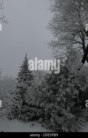Neve ghiacciata coperto alberi di conifere e decidui nella foresta in inverno in Lituania. Vista verticale Foto Stock
