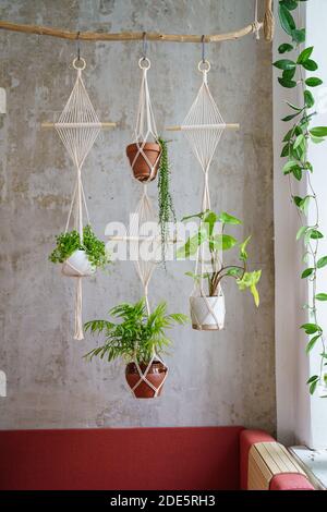 Appendiabiti di piante di macrame di cotone fatti a mano appesi dal ramo di legno sopra la parete grigia a casa. Amore di piante di casa, hobby. Foto Stock