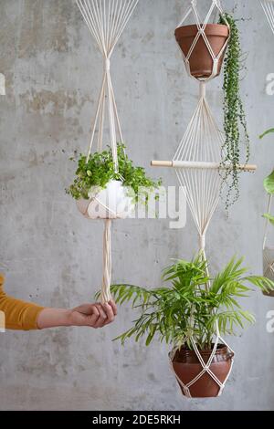 Donna giardiniere che tiene l'appendiabiti della pianta di macrame con houseplant sopra la parete grigia. Hobby, amore delle piante, concetto di decorazione domestica. Foto Stock