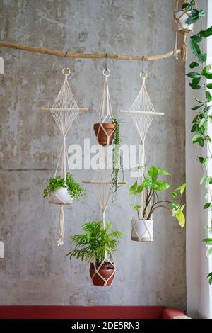 Appendiabiti di piante di macrame di cotone fatti a mano appesi dal ramo di legno sopra la parete grigia a casa. Amore di piante di casa, hobby. Foto Stock