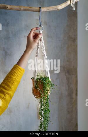 Donna giardiniere tenendo macrame pianta appendiabiti con pianta domestica Peperomia su parete grigia. Hobby, amore delle piante, concetto di decorazione domestica. Foto Stock