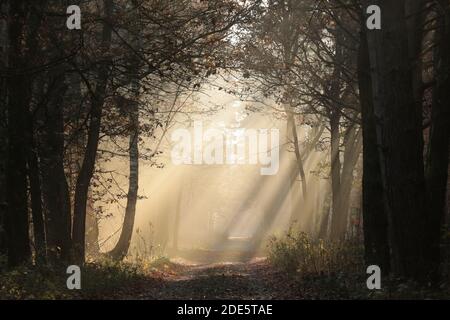 Strada di campagna attraverso la foresta d'autunno in una mattina foggy Foto Stock