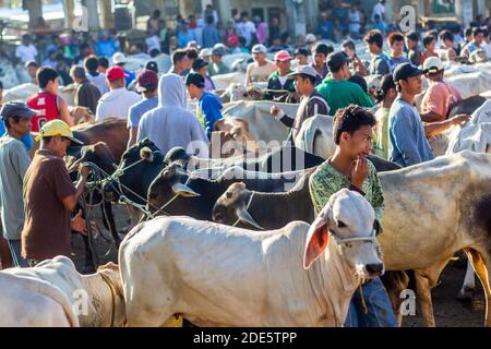 Mattina presto al mercato dell'asta di bestiame di Padre Garcia a Batangas, Filippine Foto Stock