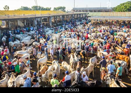 Mattina presto al mercato dell'asta di bestiame di Padre Garcia a Batangas, Filippine Foto Stock