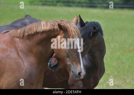 Due cavalli warmblood che giocano insieme. Il cavallo della baia sta battendo la castagna giocosamente. Foto Stock