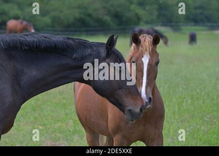 Ritratto di due cavalli warmblood, che si sniffinano amichevoli. Baia e castagno. Foto Stock