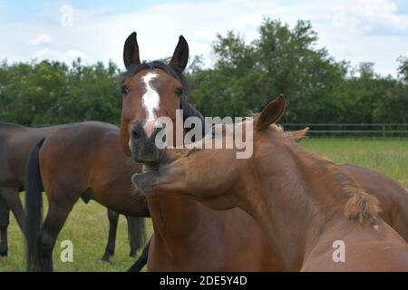 Due cavalli warmblood che giocano insieme. Il cavallo di castagno sta cercando di mordere la baia giocosamente. Foto Stock