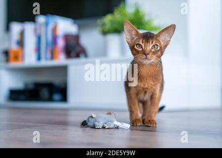 Un colpo di un gatto abissino carino a casa Foto Stock