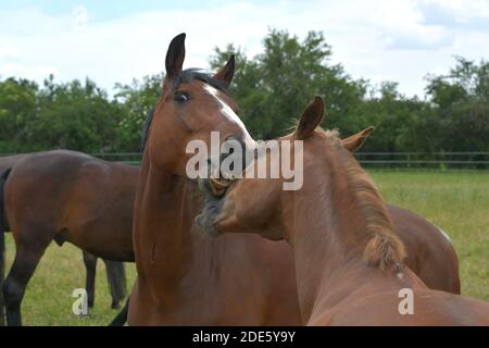 Due cavalli warmblood che giocano insieme. Il cavallo della baia sta mordendo la castagna giocosamente. Foto Stock