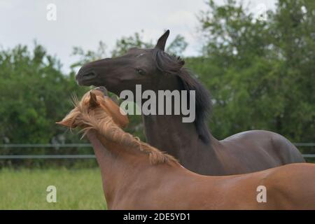 Due cavalli warmblood che giocano insieme. Il cavallo di castagno sta morendo la baia giocosamente. Foto Stock