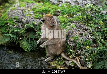 Macaque a coda lunga, macaca fascicularis, Adulti in piedi vicino all'acqua Foto Stock