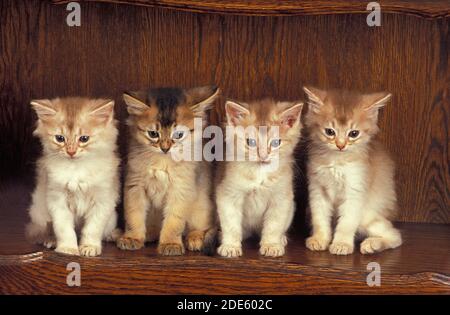 Gatto domestico somalo fawn, Kitten seduta Foto Stock