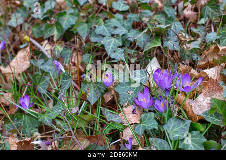 Una bella vista di fiori viola che crescono tra i cespugli e foglie caduti a terra Foto Stock