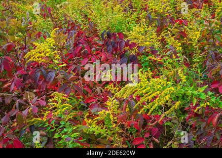 Vegetazione autunnale in un prato naturale selvaggio nelle Pocono Mountains della Pennsylvania. Foto Stock