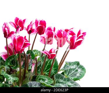 Colorati fiori di ciclamino isolati su bianco Foto Stock
