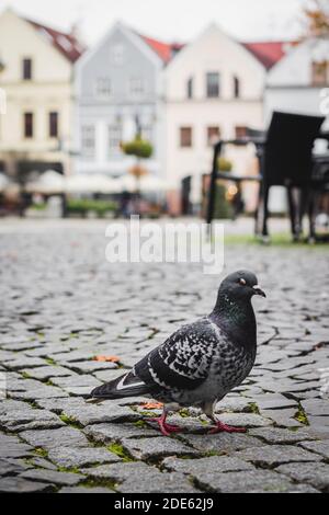 Piccione grigio che cammina sulla piazza con edifici e sedie dietro Foto Stock