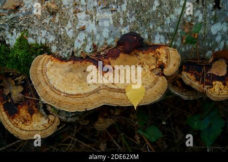 Arrossamento dei funghi a mensola Daedaleopsis confragosa che cresce su un tronco. Foto Stock