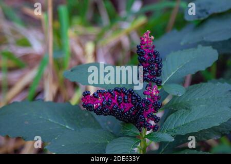 Phytolacca americana, conosciuta anche come pokeweed o dragonbacche con foglie verdi e bacche nere, che cresce in giardino Foto Stock