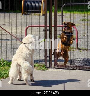 Due cani abbaiano l'uno all'altro nel parco giochi per animali domestici Foto Stock