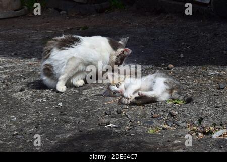 Un simpatico gattino, sdraiato a terra e giocando. Sua madre è seduta da parte, si sta curando. Madera, Portogallo. Foto Stock