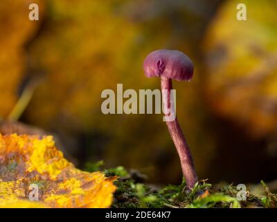 Un primo piano di un singolo fungo del deceiver di ametista (Laccaria ametistina). Preso in bosco inglese. Foto Stock