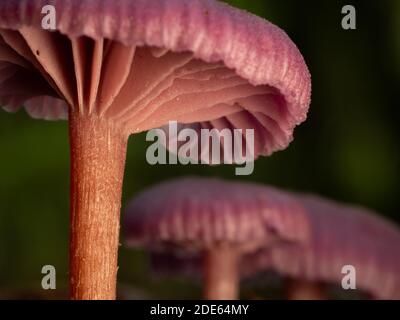 Un primo piano di un singolo fungo del deceiver di ametista (Laccaria ametistina) che mostra il dettaglio di branchino sotto il tappo. Preso in bosco inglese. Foto Stock