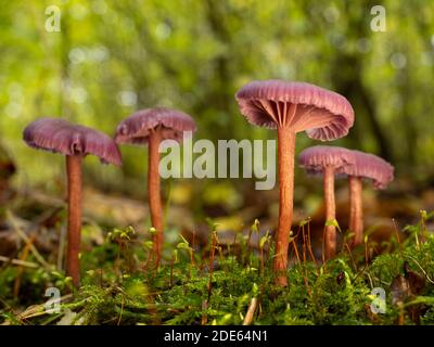 Un primo piano di un gruppo di funghi di ametista (Laccaria ametystina). Preso in bosco inglese. Foto Stock