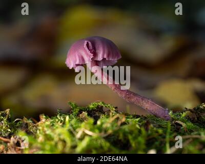 Un primo piano di un singolo deceiver ametista (Laccaria ametystina) fungo che cresce con muschio preso in bosco inglese. Foto Stock