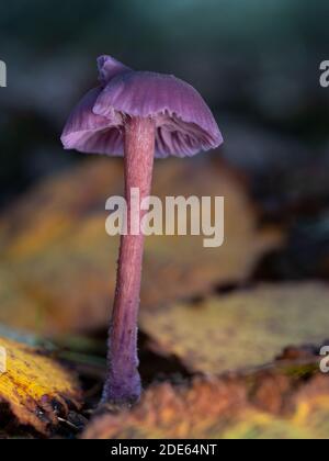 Un primo piano di un singolo fungo del deceiver di ametista (Laccaria ametistina). Preso in bosco inglese. Foto Stock