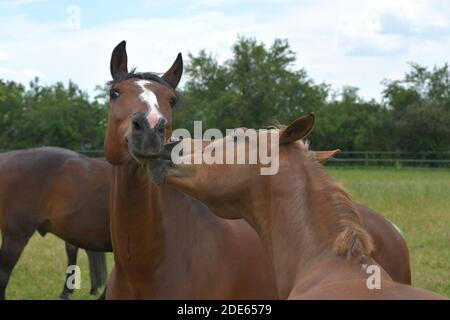 Due cavalli warmblood che giocano insieme. Il cavallo di castagno sta morendo la baia giocosamente. Foto Stock