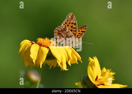 Una farfalla, una regina di Spagna fritillary (Issoria lathonia), seduta su un coreopsis-fiore giallo. Le ali sono aperte a metà. Foto Stock