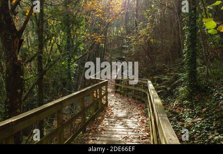 Passerella in legno nel Mao River Canyon, Ribeira Sacra, Galizia, Spagna Foto Stock